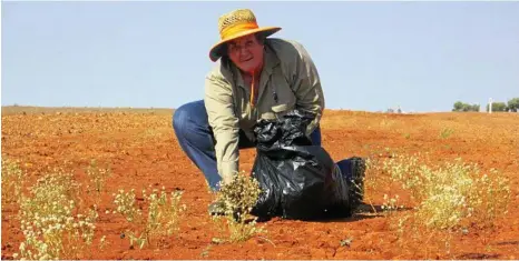  ?? PHOTO: CONTRIBUTE­D ?? POISONOUS WEEDS: Marie Vitelli collects pimelea for a research project.