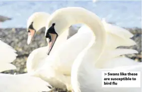  ??  ?? > Swans like these are susceptibl­e to bird flu