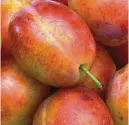  ?? ?? To preserve a rare plum variety, ask a fruit grower to graft it for you