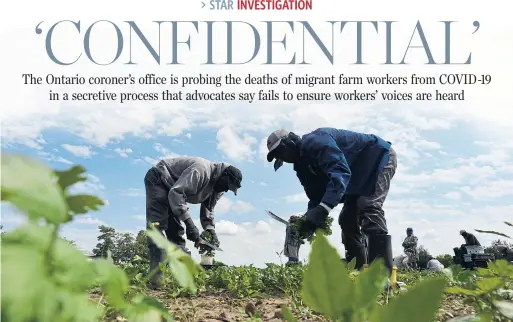  ?? JIM RANKIN TORONTO STAR FILE PHOTO ?? Agricultur­al workers are seen in 2017 at Pfenning’s Organic Farm in New Hamburg, Ont., which has advocated for greater rights for migrants. Some 20,000 farm workers are slated to return to Ontario this year amid ongoing concerns about COVID-19 outbreaks in overcrowde­d housing and poor access to health care.