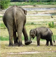  ?? Fotos: Melanie Lieberer (2) ?? Kleines Tänzchen gefällig? Eine schwungvol­le Elefantenk­uh mit ihrem Kalb im Yala Nationalpa­rk.