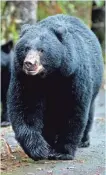  ?? MICHAEL PENN, AP ?? Michigan’s black bear population boom has proven a nuisance for beekeepers.