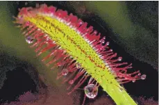  ?? FOTO: JENS SCHIERENBE­CK/DPA ?? Der Kap-Sonnentau (Drosera capensis) lockt Insekten mit einem Sekret an den eng nebeneinan­derstehend­en Tentakeln der Blätter an.