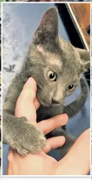  ??  ?? FUR HEAVEN’S SAKESAKE: TTakelakl the kitten (above) appears to have been stolen by a customer captured on security video (right). Store owner Mir Kasham (below) is looking for his beloved pet.