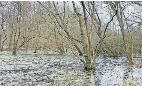  ?? FOTOS (3): DOMINIK SCHNEIDER ?? In einigen Senken hat sich das Wasser gesammelt. Bestimmte Bäume könnten mit der dauerhafte­n Nässe Probleme bekommen.