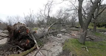  ?? Matt stone / Herald staFF ?? DOWNER: A fallen tree lies in Malcolm X Park in Roxbury.