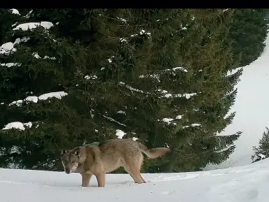  ??  ?? Fermo immagine Questa foto è tratta dalle immagini di una videotrapp­ola in Lessinia: risale al marzo scorso ed è visibile sul sito «Io non ho paura del lupo»