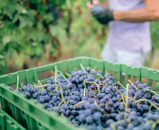  ??  ?? Al via
La vendemmia in Valpolicel­la inizierà il 4 settembre. Dai dati del consorzio le uve sono sane