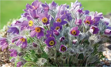  ?? ?? Burst of colour: Pulsatilla vulgaris has ferny foliage which looks pretty all year round