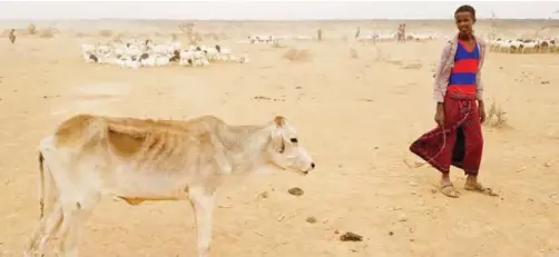  ??  ?? DANAN, Ethiopia: A child attends to his malnourish­ed calf in the Danan district of the Somali region of Ethiopia, which hasn’t seen significan­t amounts of rain in the past three years. —AP photos