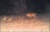  ?? HT ARCHIVE ?? Tigress Avni along with her cubs before she was killed in Yavatmal on November 2, 2018.