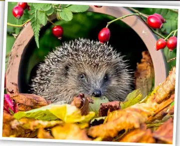  ?? ?? Left: Hedgehogs will benefit from garden waste