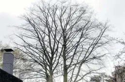  ?? BILDer: feldmann ?? Fachgerech­te Kroneneink­ürzung einer Buche – links vorher und rechts nachher.