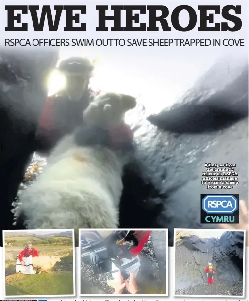  ??  ?? ● Images from the dramatic rescue as RSPCA officers manage to rescue a sheep from a cove