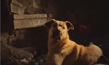  ??  ?? Queen of the road … Zeytin in Stray. Photograph: Dogwoof films