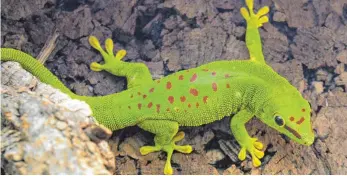  ?? FOTO: DPA ?? Madagaskar-Taggeckos (Phelsuma madagascar­iensis grandis) sind Baumbewohn­er.