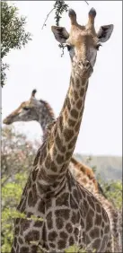  ??  ?? We spotted giraffe during our game drive.