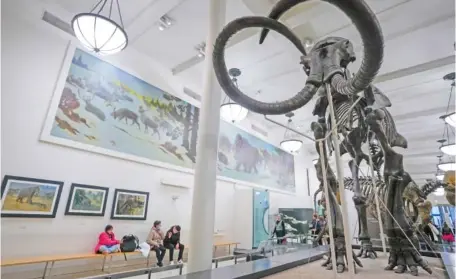  ?? AP PHOTO/MARY ALTAFFER ?? A skeleton of Mammuthus, the mammoth, is seen Friday at the American Museum of Natural History in New York. Mammoths were larger than their relatives the wooly mammoths and lacked their long hair.