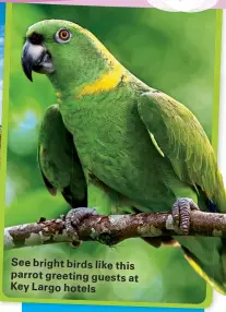  ??  ?? See bright birds like this parrot greeting guests at Key Largo hotels