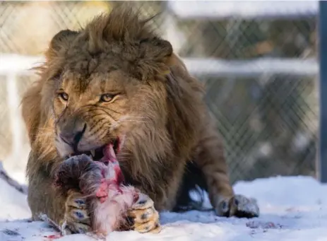  ?? MICHAEL ROBINSON/SAINT JOHN TELEGRAPH-JOURNAL ?? Aslan the African lion (originally from the former Bowmanvill­e Zoo) rips into some roadkill at Cherry Brook Zoo in Saint John, N.B.