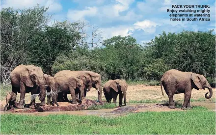  ??  ?? PACK YOUR TRUNK: Enjoy watching mighty elephants at watering holes in South Africa