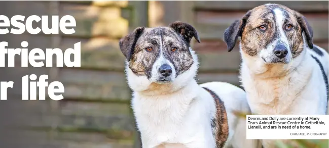  ?? CHRISTABEL PHOTOGRAPH­Y ?? Dennis and Dolly are currently at Many Tears Animal Rescue Centre in Cefneithin, Llanelli, and are in need of a home.