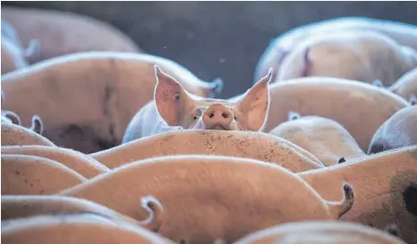  ?? FOTO: SINA SCHULDT/DPA ?? Schweine in einem Stall: Das staatliche Logo für Fleisch aus besserer Tierhaltun­g kommt nach Angaben der Koalitions­fraktionen bis zur Bundestags­wahl nicht mehr zustande.