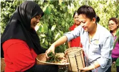  ??  ?? Awaeang (right) checks the pepper berries. — Bernama photo