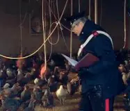  ??  ?? Indagini
Controlli da parte dei carabinier­i in un’azienda avicola