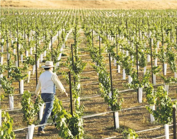  ??  ?? Cervantes checks on the grapes growing in one of the vineyards on his Pope Valley ranch. He is producing Cabernet Sauvignon.