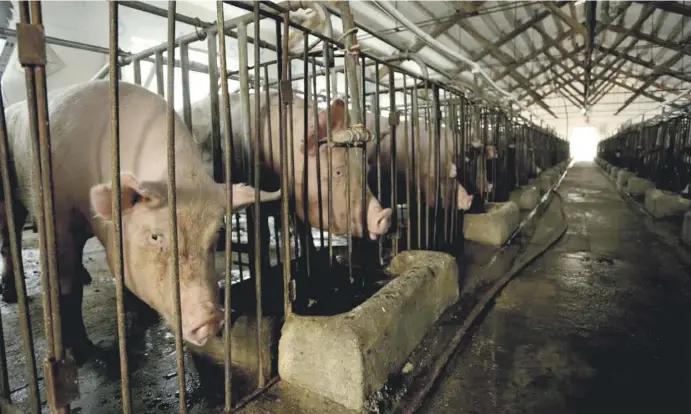  ?? Foto: Faada ?? In der Massentier­haltung ist es üblich, den Tieren zur Prävention Antibiotik­a zu geben.