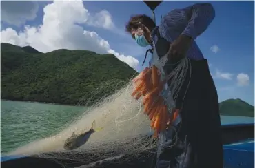  ?? AP PHOTO/KIN CHEUNG ?? A fisherman, Ng Koon-hee, catches a fish June 25 in Tai O village of Hong Kong.