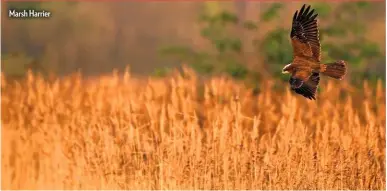  ??  ?? Marsh Harrier