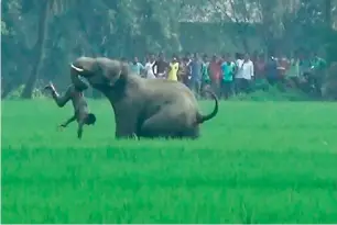  ?? AFP file ?? The environmen­t ministry estimates a person dies every day in India in clashes with endangered, jungle-dwelling animals — the vast majority crushed by elephants. —