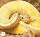  ??  ?? 7. Ball python