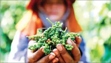  ?? PHA LINA ?? A worker holds harvested peppercorn­s at a plantation in Ratanakkir­i province in 2015.