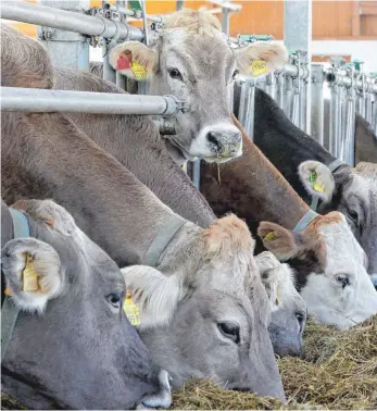  ?? FOTO: MATTHIAS BECKER ?? Der heiße und trockene Sommer 2018 sorgt bei manchen Landwirten jetzt für Knappheit beim Füttern der Tiere.