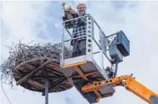  ?? FOTO: PHILIPP VON DITFURTH/DPA ?? Storchenbe­treuer Gérard Mercier auf einem Hubsteiger. Die Störche werden in der Regel beringt, kurz bevor sie flügge werden.