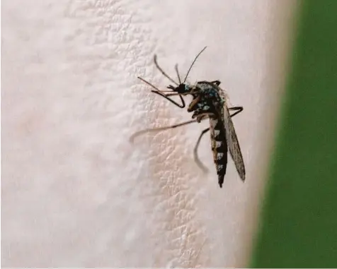  ?? Foto: Julian Leitenstor­fer ?? Sieht eigentlich gar nicht so gemein aus. Doch wenn sie in Schwärmen auftreten, können Stechmücke­n höchst unangenehm werden.