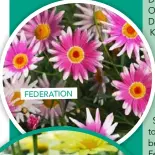  ??  ?? Despite their rather serious name, Federation daisies lend a cheerful, innocent presence to the garden.
FEDERATION