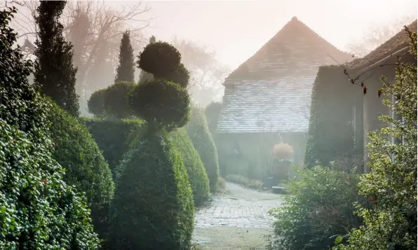  ??  ?? The dense foliage of Buxus sempervire­ns ‘Elegantiss­ima’, Buxus sempervire­ns ‘Bowles Blue’, Buxus sempervire­ns and sweet box Sarcocca confusa create depth.