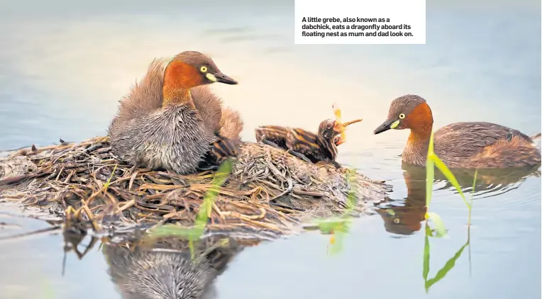  ??  ?? A little grebe, also known as a dabchick, eats a dragonfly aboard its floating nest as mum and dad look on.