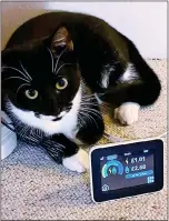  ??  ?? CURIOUS: Rachel Rickard Straus’s smart meter is appealing ... at least to her kittens