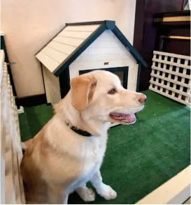  ?? CITIZEN PHOTO BY BRENT BRAATEN ?? Coast Inn of The North welcomed its first foster dog, Mooshoo, in the hotel lobby. The Coast Inn chain has been welcoming pets into its hotels for many years.