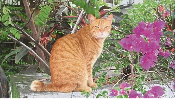  ?? — ELLEN WHYTE ?? This picture of Guido, sitting smugly in his garden, was used in a poster when our columnist was searching for him.