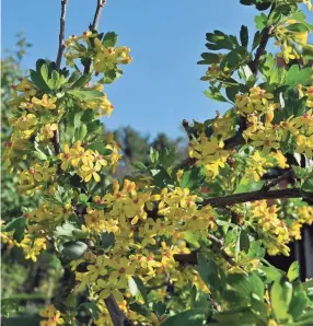  ?? LEE REICH VIA AP ?? Clove currant features beautiful flowers that are extremely fragrant and go on to yield tasty, dark currants.