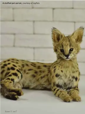  ??  ?? A stuffed pet serval, courtesy of Joypets