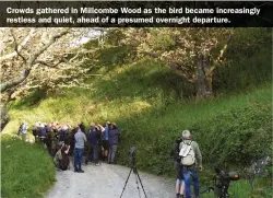  ??  ?? Crowds gathered in Millcombe Wood as the bird became increasing­ly restless and quiet, ahead of a presumed overnight departure.