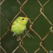  ?? by Paula Schramm. ?? WILSON’S Warbler