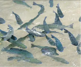  ?? THE ASSOCIATED PRESS/FILES ?? The Canadian Food Inspection Agency says whirling disease has been discovered in fish from Johnson Lake in Banff National Park.